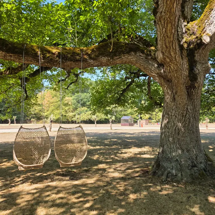 Fauteuils suspendus en osier sous un arbre du parc